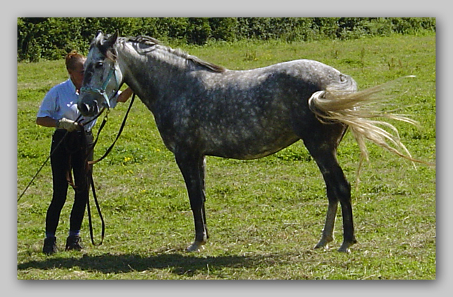 Kent Lusitano Website - Dulcineia Standing Square