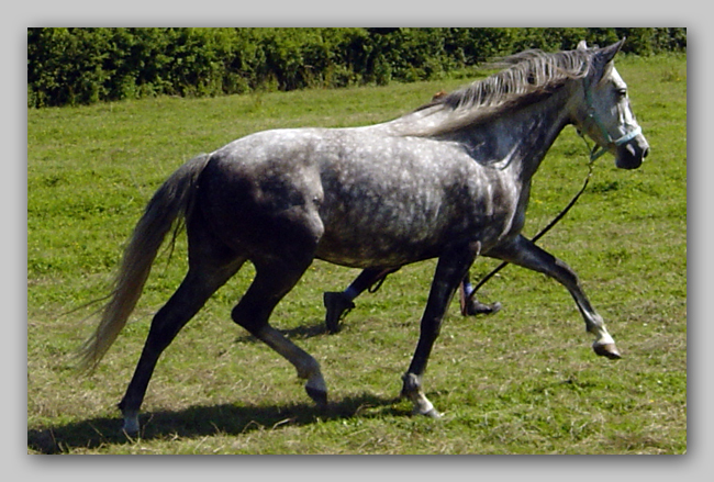 Kent Lusitano Website - Dulcineia Trotting